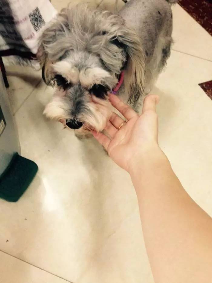 狗狗生病了吃什么食物,狗狗生病了吃点什么好