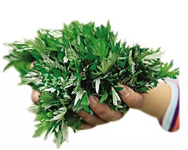 蕲艾产品有哪些品种,蕲艾哪个产品最好