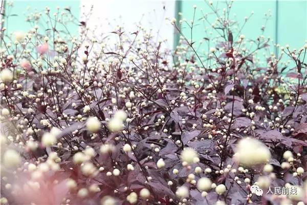 如果没有在军营，这些美你也许永远不会看到