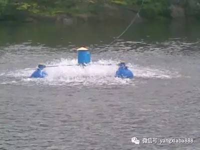 水产养殖中的溶氧是什么,水产养殖为什么要重视底部溶氧