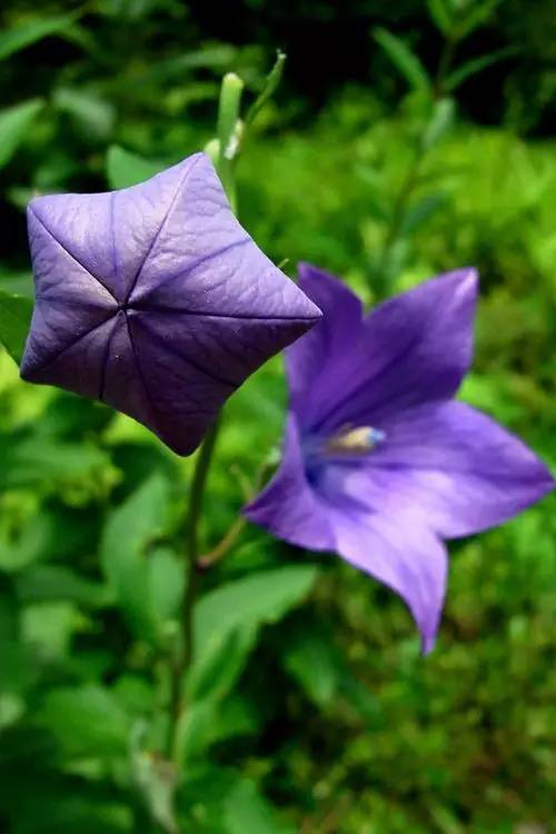 桔梗花：爱你永不悔