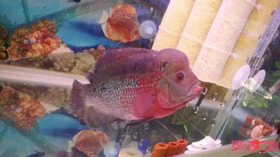 挑罗汉鱼苗,罗汉鱼病症大全