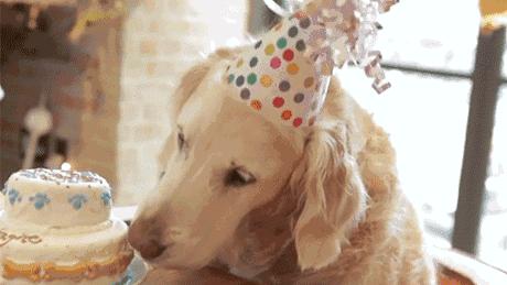 魔都这10家萌宠餐厅酒店，拯救留守在家的喵喵狗狗！咖啡、汉堡、江景……和主子腻在一起！