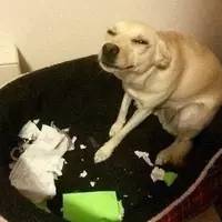 吸毒送外卖,断腿还裸贷……知乎1人分饰244角答题被封