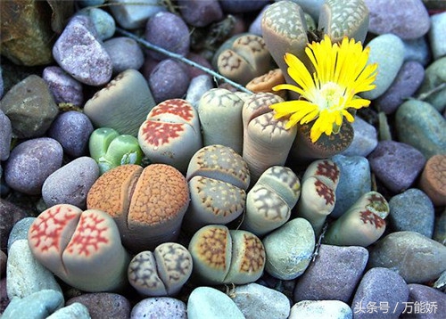 生石花屁股花盆栽,生石花屁屁花种类