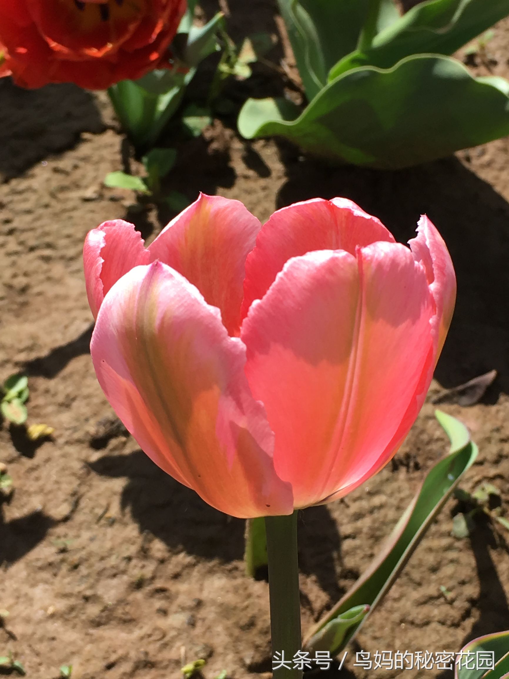 郁金香土培开了花还能复花吗,哪些郁金香花可以复花种植