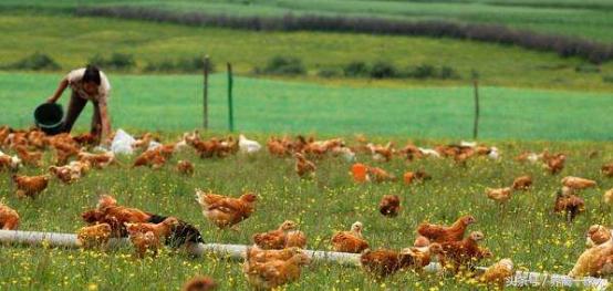 养鸡顽固性腹泻怎么办,养鸡总拉稀是什么原因