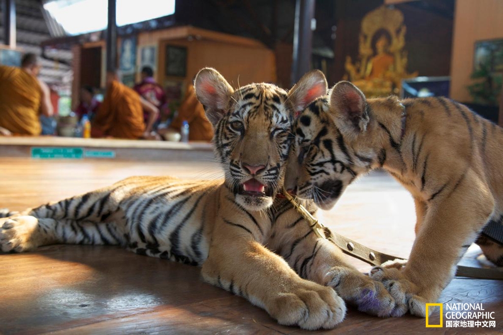 泰国老虎寺事件,老虎庙泰国后续