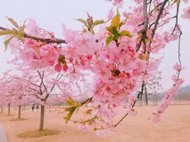 初春の樱花季|春风十里,我在辰山树下等你~
