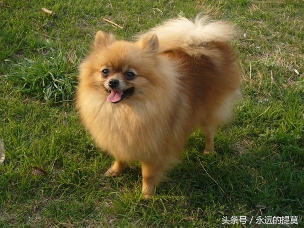 博美犬到底有多可爱,博美犬真可爱