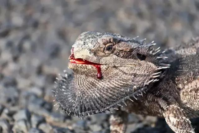 黑色鬃毛的狮子厉害吗,黑色鬃狮蜥