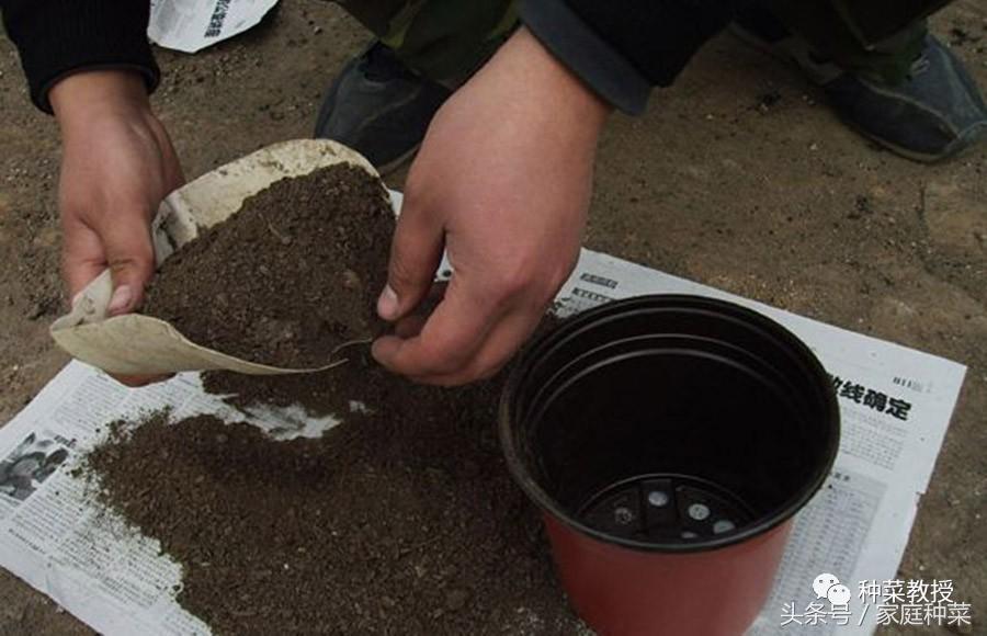 家庭怎样种植草莓施肥最好,买的草莓籽种植方法全过程小视频