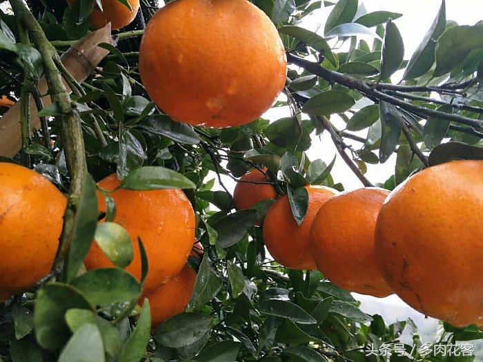 如何种植橙子从种子开始种,在家就能做到橙子果汁