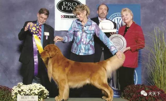 殿堂人物:采访美国金毛领军人物—TonyaStruble