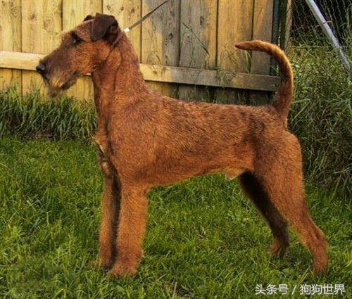 可爱呆萌狗狗资料,狗狗15种寄生虫病详细资料图