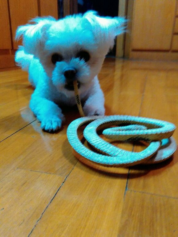 科普知识的狗狗动画片,科普狗狗肢体语言