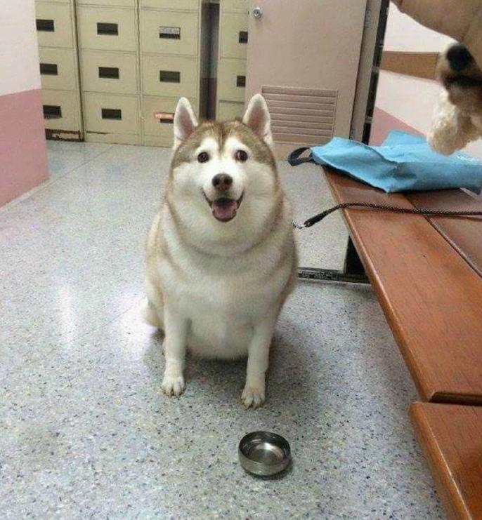 劣质狗粮该怎么处理呢,劣质狗粮吃了短期内会出问题吗