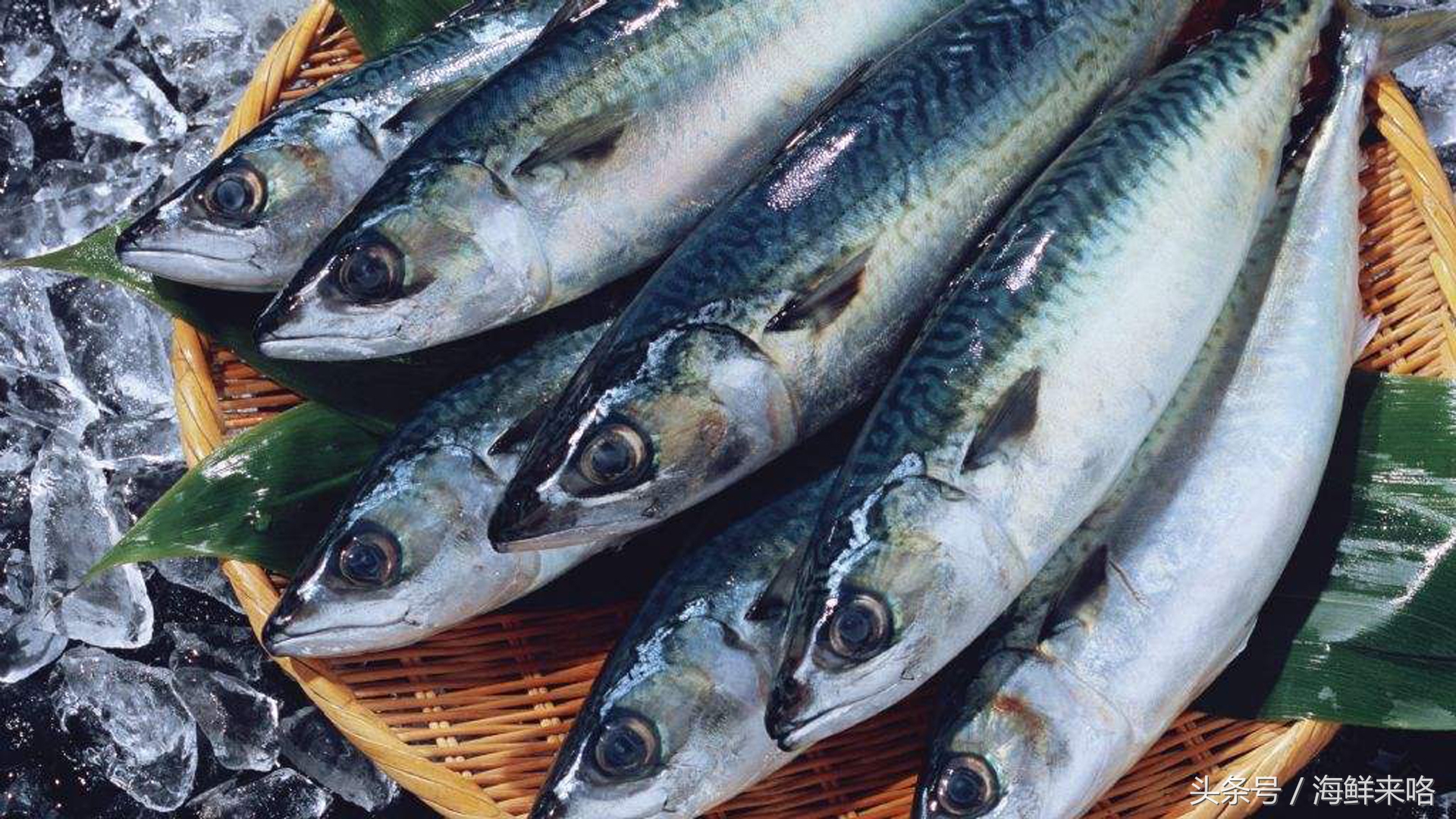 哪种海鱼吃着最简单,哪种海鱼喜欢吃肉