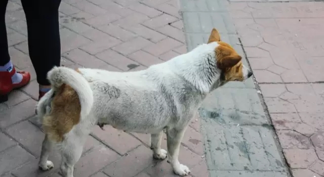 在清远人心中，它不仅仅是个市场，还满载了清远人的旧时光