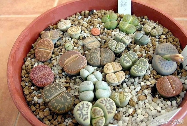 生石花屁股花盆栽,生石花屁屁花种类