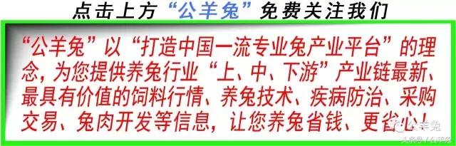 养兔技术与兔疾病防治顺序流程,养兔如何用玉米喂兔长得快视频