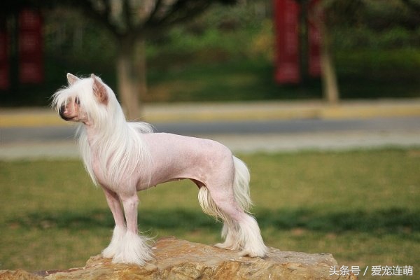 狗狗什么时候才不掉毛,不掉毛的狗狗100种