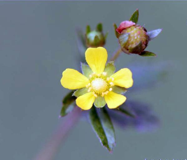 《本草》植物志之蛇莓蛇含：与蛇为伍，却不蛇心蛇貌
