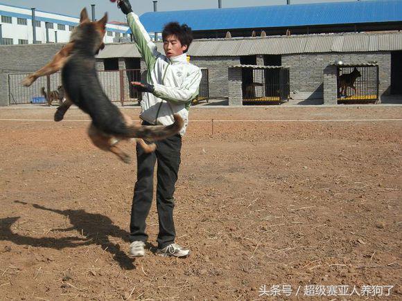 德牧幼犬性格怎么挑选,挑选德牧幼犬时候怎么判断性格