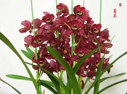 云南兰花名贵品种图片介绍,云南兰花老品种有哪些图片