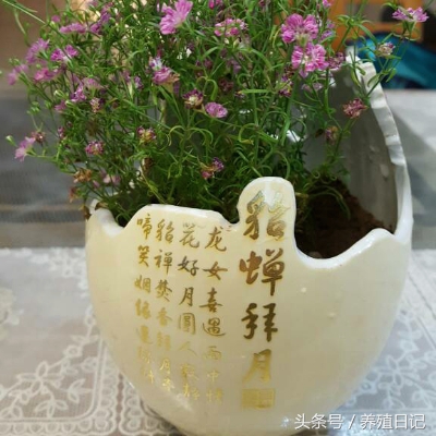 用酒瓶子做花盆图片大全,自制酒瓶花盆图片大全