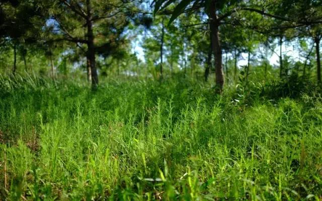 老把式种地方法,种地是老种法吗