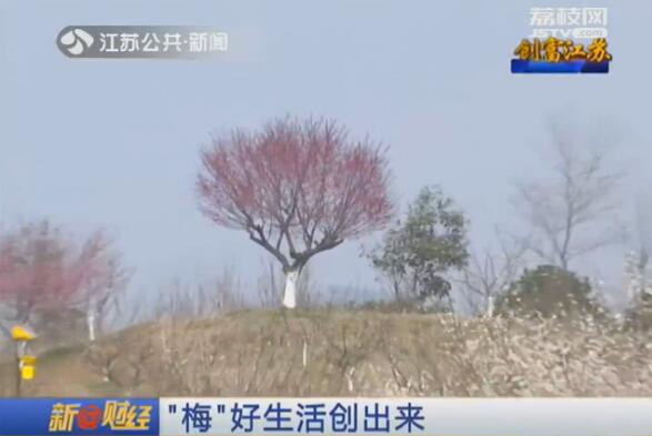 创富江苏:“梅”好生活创出来