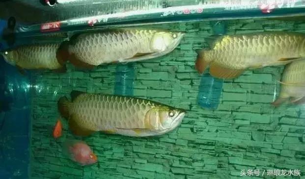 龙鱼生病怎么治疗,龙鱼生病都用些什么药