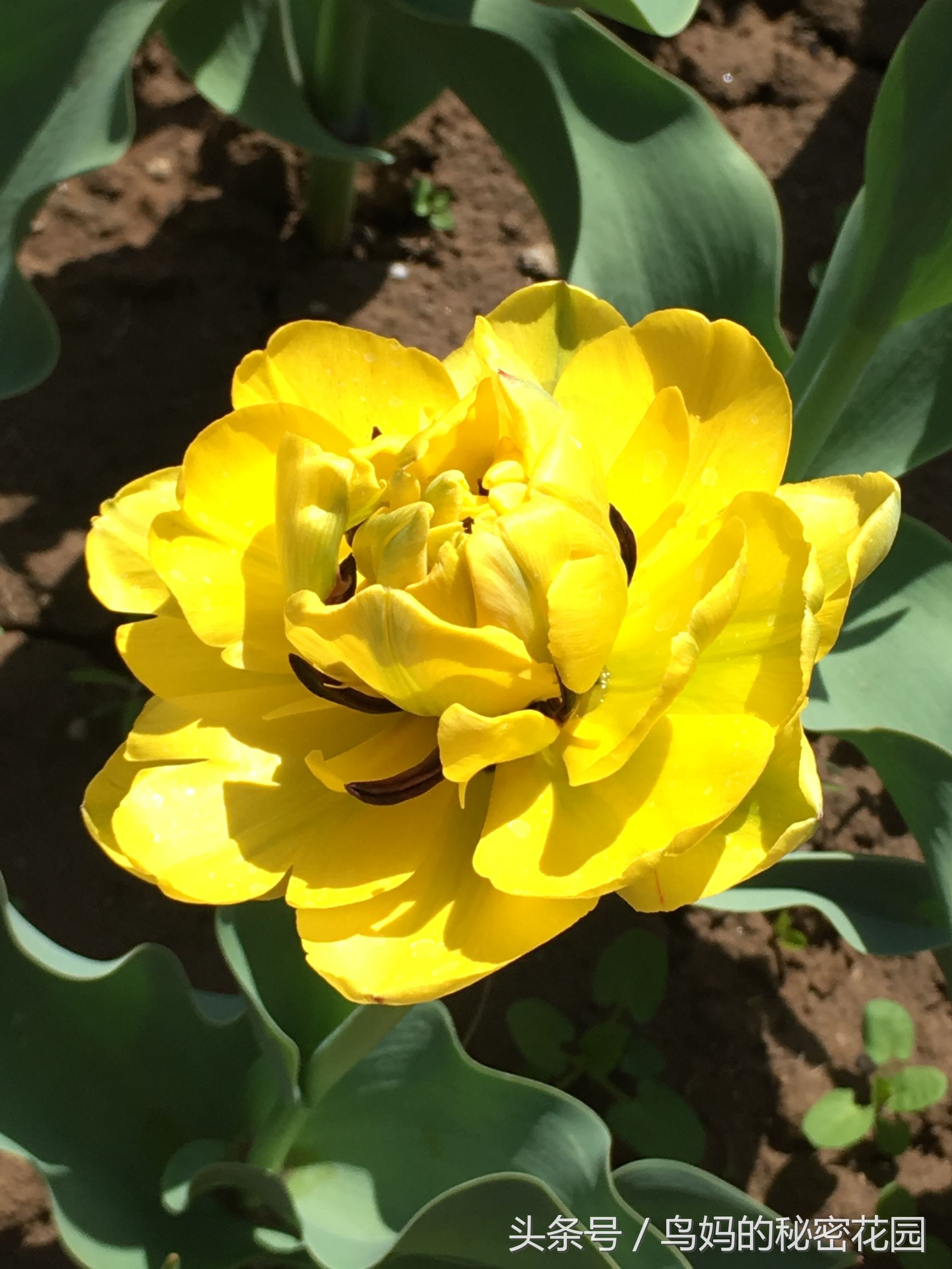 郁金香土培开了花还能复花吗,哪些郁金香花可以复花种植