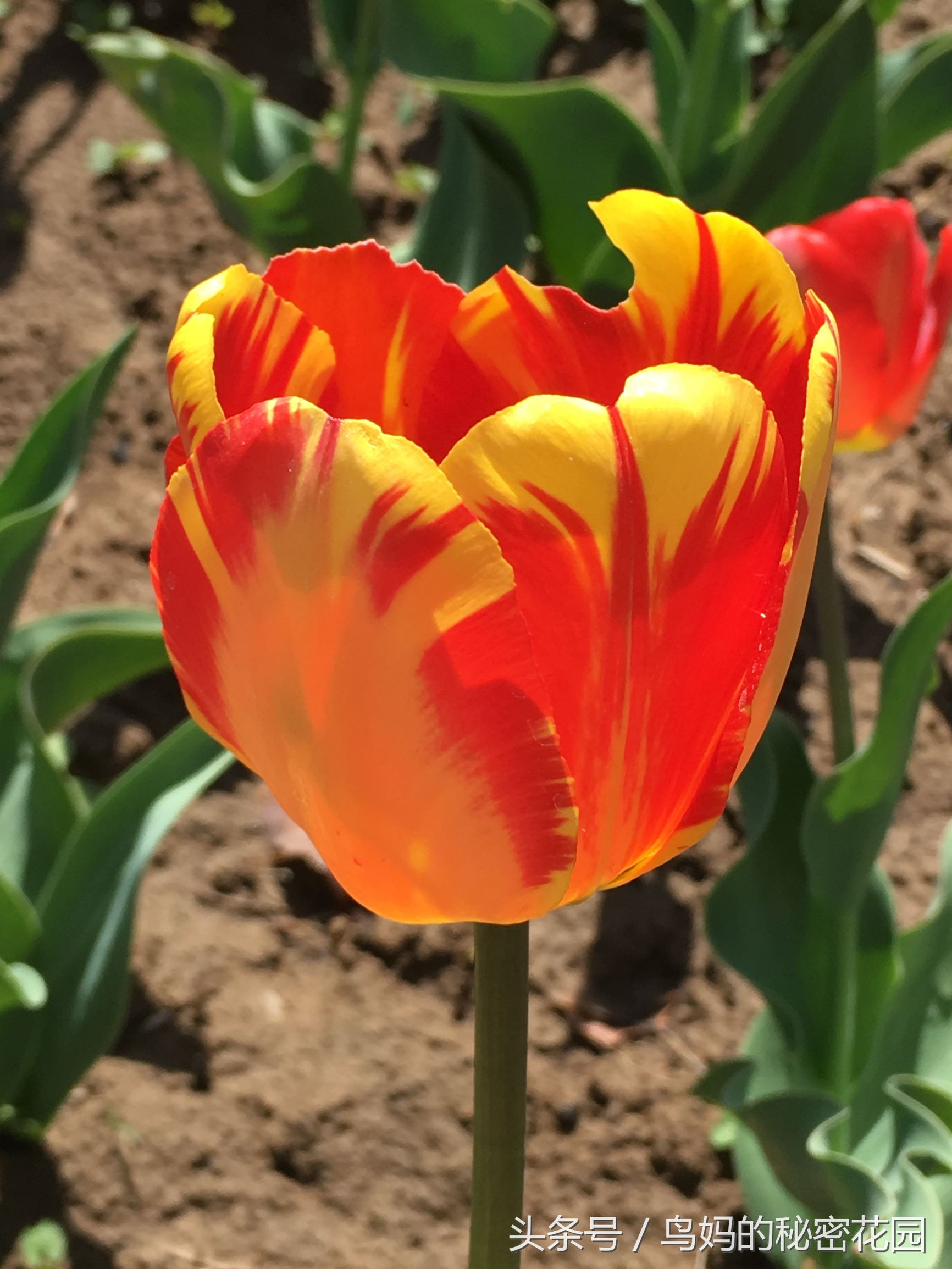 郁金香土培开了花还能复花吗,哪些郁金香花可以复花种植