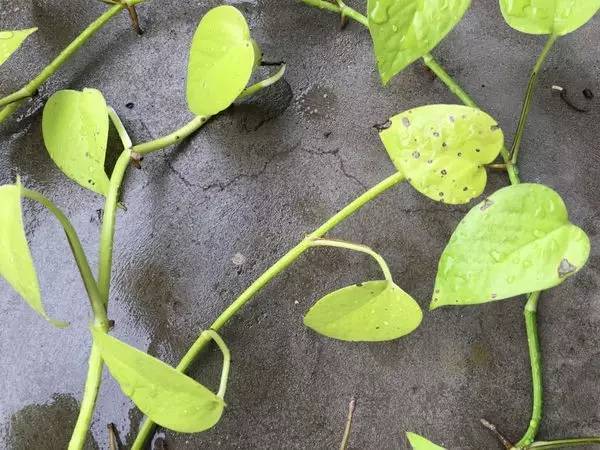 阿司匹林养绿萝黄叶怎么回事,绿萝有黄叶斑怎么处理