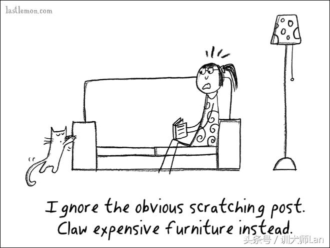 模拟猫咪攻略,驯服猫咪攻略