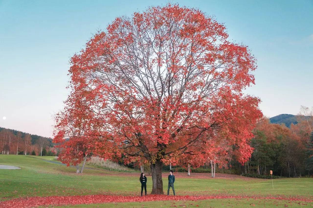 您的《旅行自拍秘籍》到货，请签收！