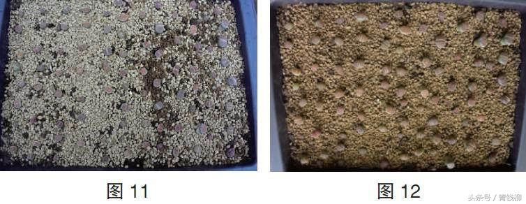 生石花土养怎么消毒,生石花上盆怎么养护