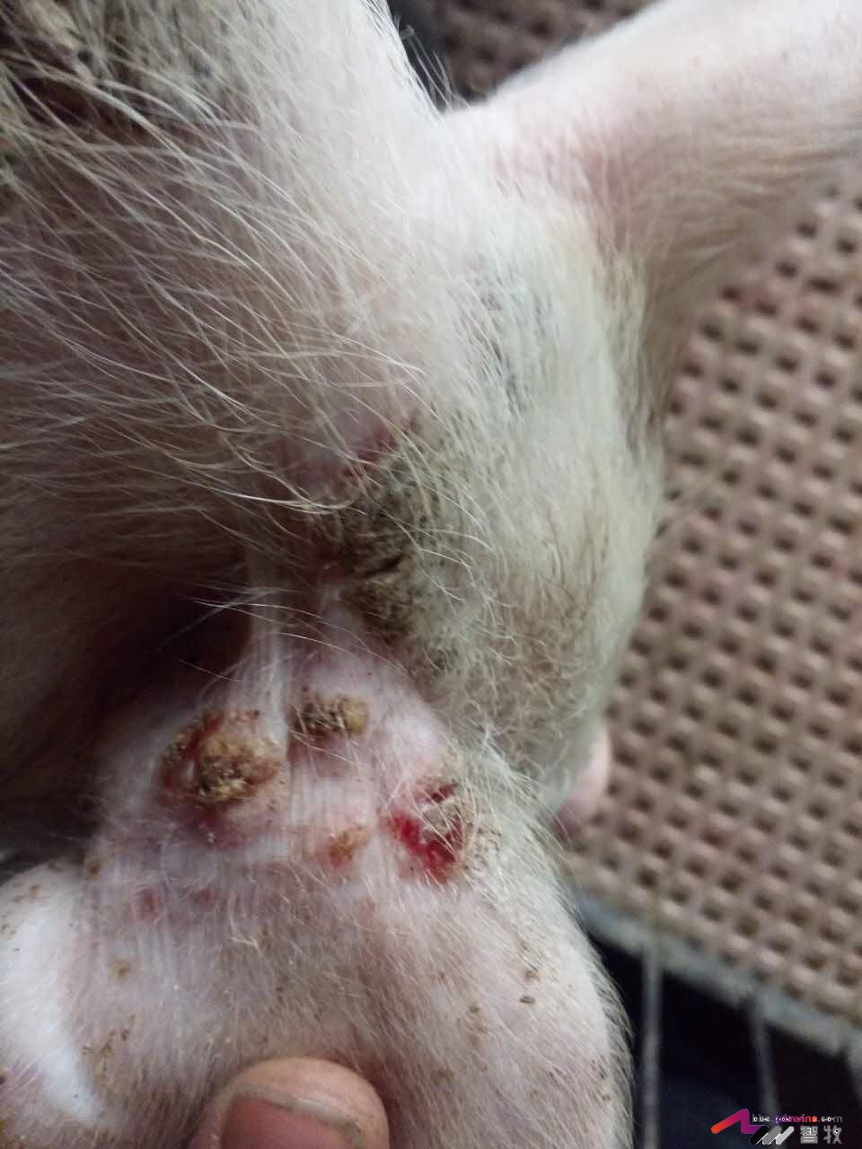 仔猪遇着这种“皮肤病”该如何处理？-健康管理论坛-聊天全记录