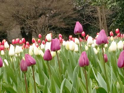 重庆地区郁金香的花期一般有多长,郁金香冬天开花后春天还能再开吗