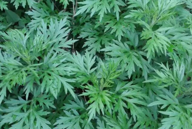 千岛湖乡间野趣如画,千岛湖踏青美景