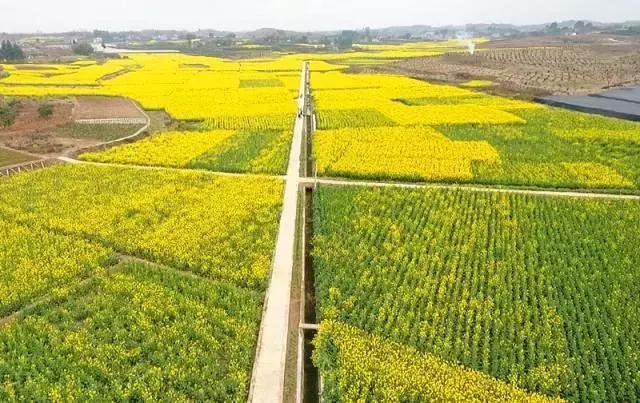 用VR看花海是种怎样的体验？这周就去免费看~