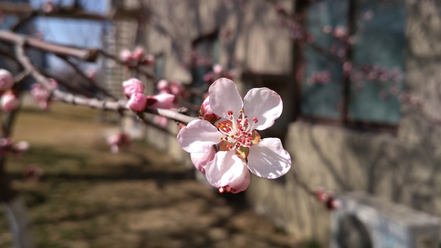 红米手机4高配和红米4x,小米4和红米4x选哪一个