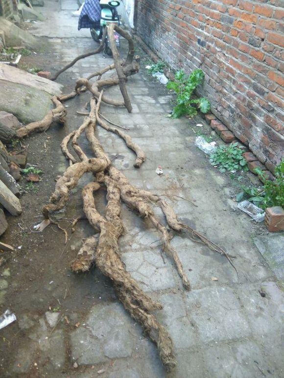 植物界的熊猫,熊猫的医用价值