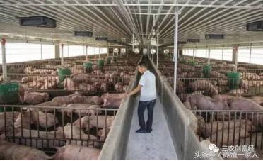 母猪为什么那么少人养殖,母猪养猪知识大全