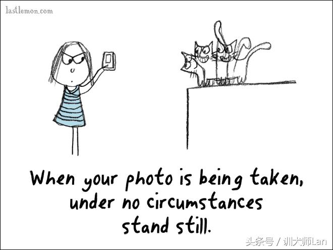 模拟猫咪攻略,驯服猫咪攻略