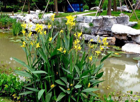 美人蕉几片叶子开花,美人蕉掰开后可以直接种吗