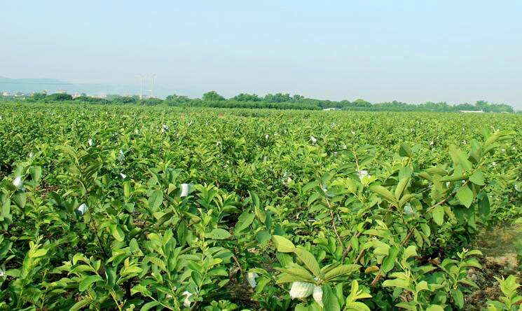 广西哪里有珍珠番石榴,广西北流珍珠石榴