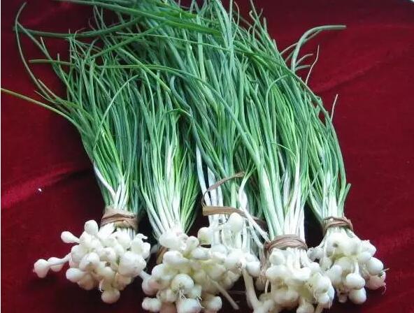 千岛湖乡间野趣如画,千岛湖踏青美景